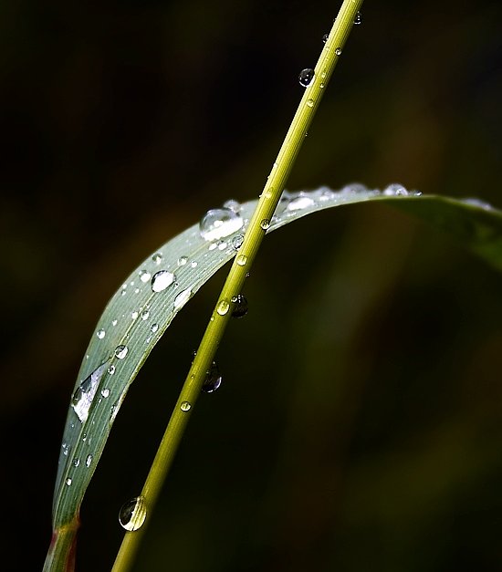 Po dešti / After rain