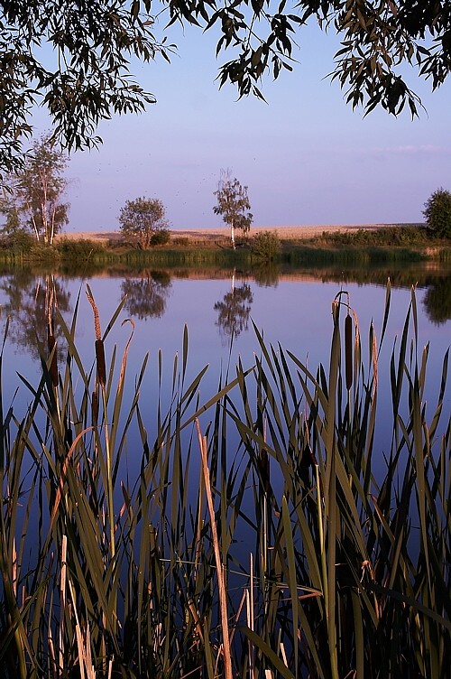 Voleský rybník