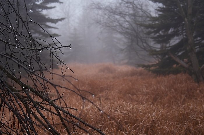 Les v mlze / Wood in the fog
