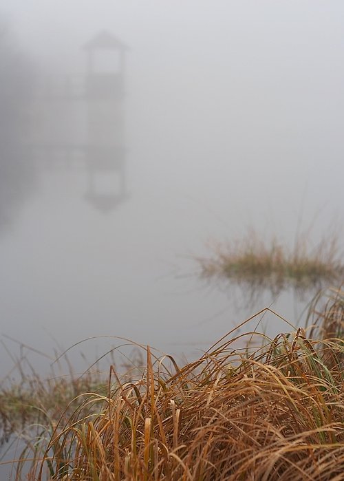 Rybník v mlze / Pond in the fog