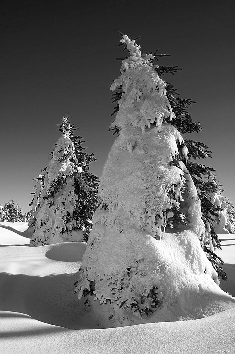 Zasněžené smrky / Snowy spruces