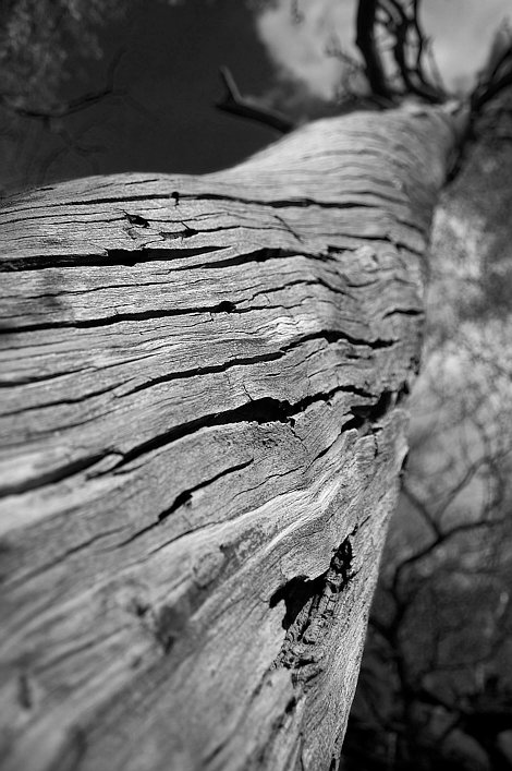 Suchý strom / Dead tree #2