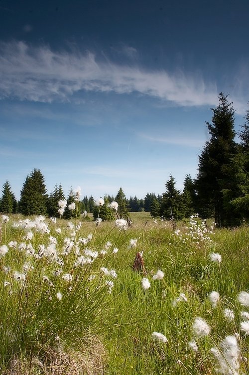 Horská louka / Mountain meadow