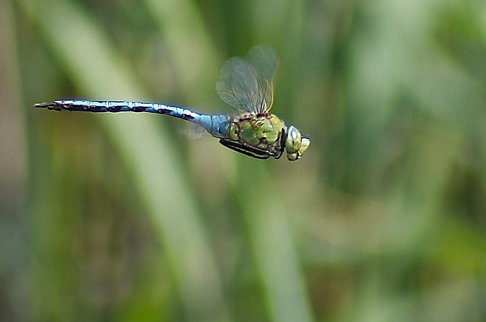 Šídlo královské - Anax imperator