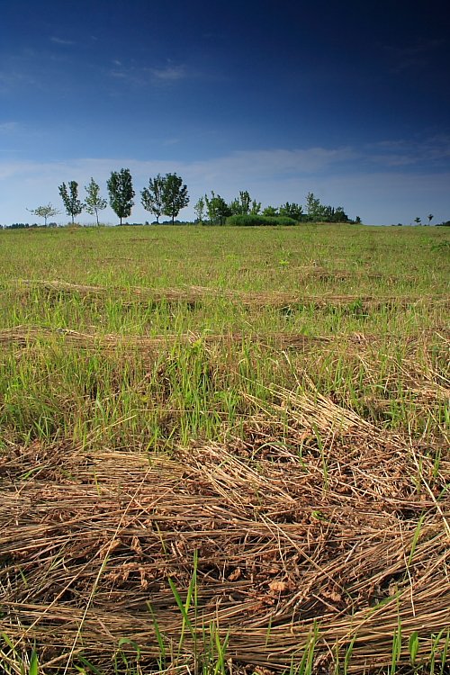 Posečená louka / Mowed meadow