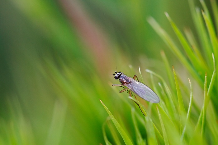 Muška v trávě / Little fly on grass