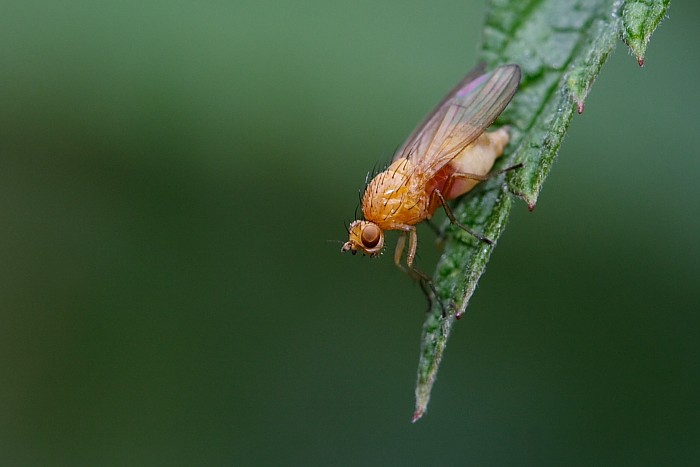 Stínomilka - Sapromyza