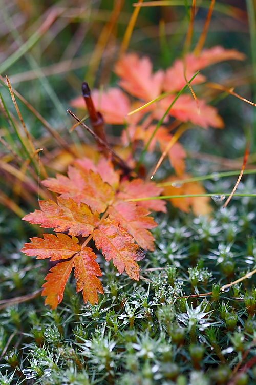 Podzim / Autumn