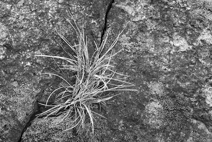 Trs na skále / Clump on a rock