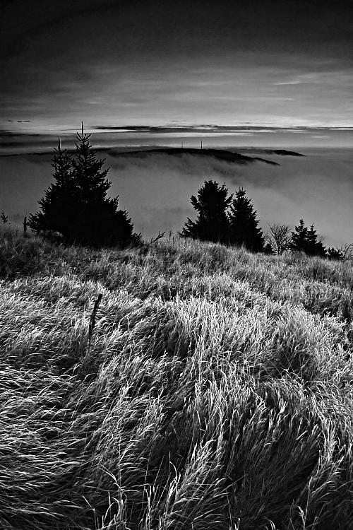 Smrky ve vysoké trávě / Pines in high grass