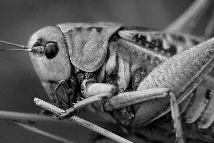 Kobylka hnědá - Decticus verrucivorus