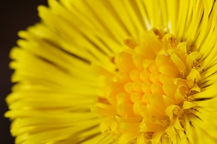 Podběl / Coltsfoot