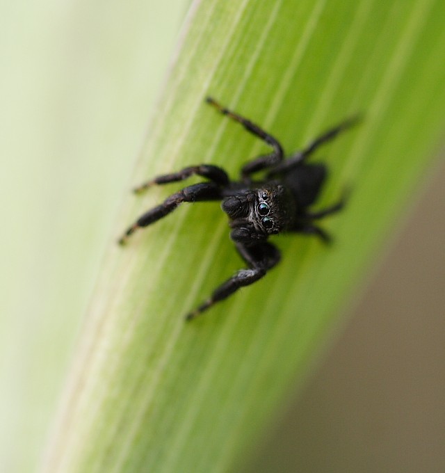 Skákavka černá - Jumping spider - Evarcha arcuata #2