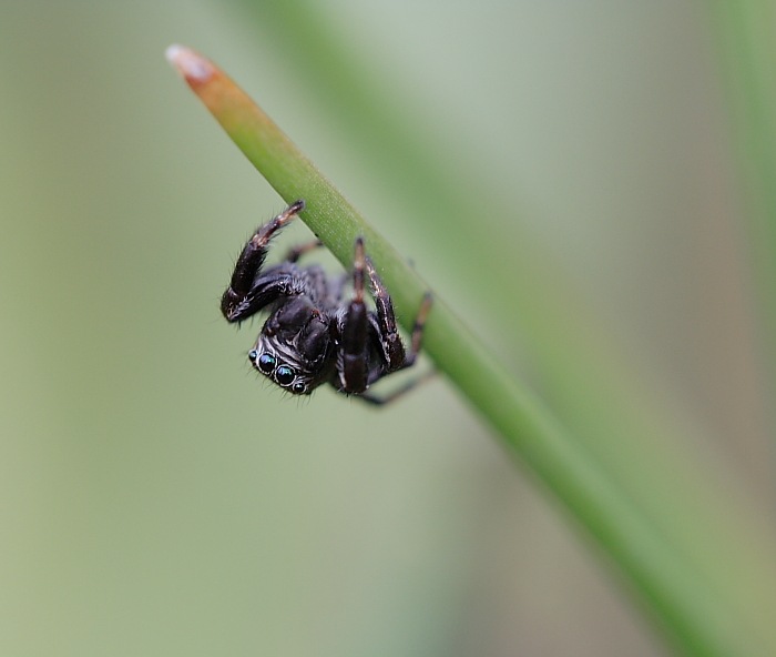 Skákavka černá - Jumping spider - Evarcha arcuata #4