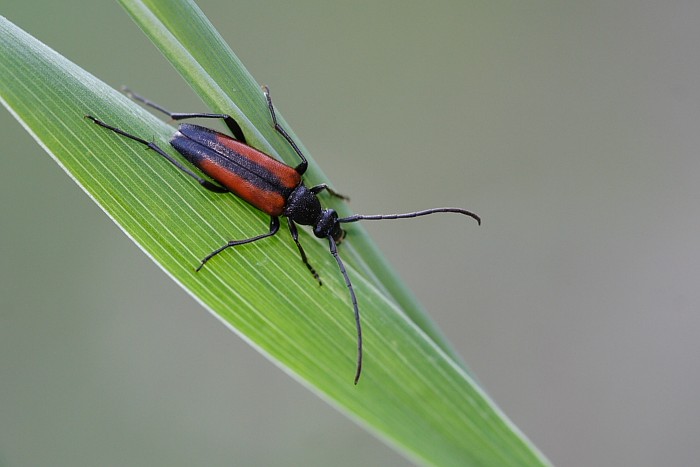 Tesařík černošpičký - Stenurella melanura