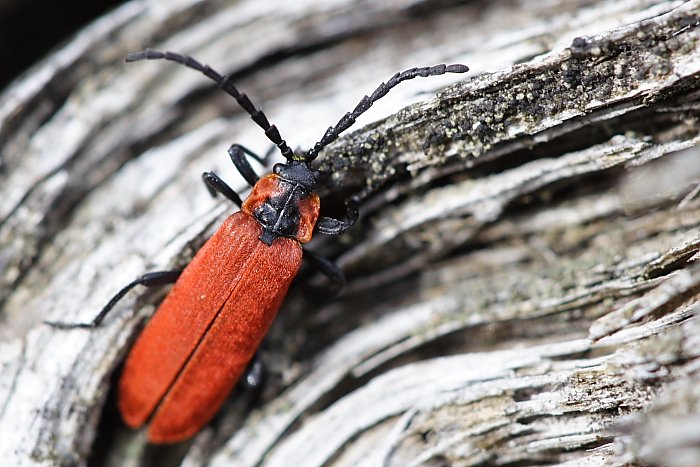 Dlouhoústec - Lygistopterus sp.