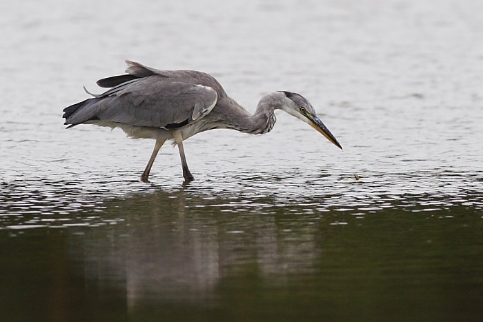 Volavka popelavá - Ardea cinerea #1