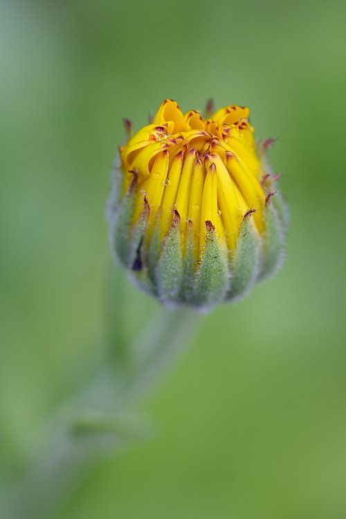 Poupě / Flower bud