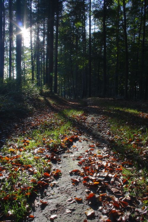 Podzimní les / Autumn forest #1