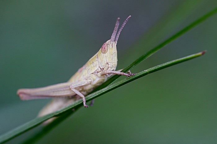 Saranče / Grasshopper