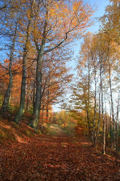 Podzimní les / Autumn forest #5