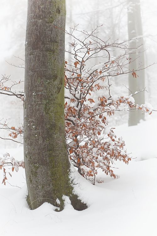 Buky ve sněhu / Beeches at snow #1
