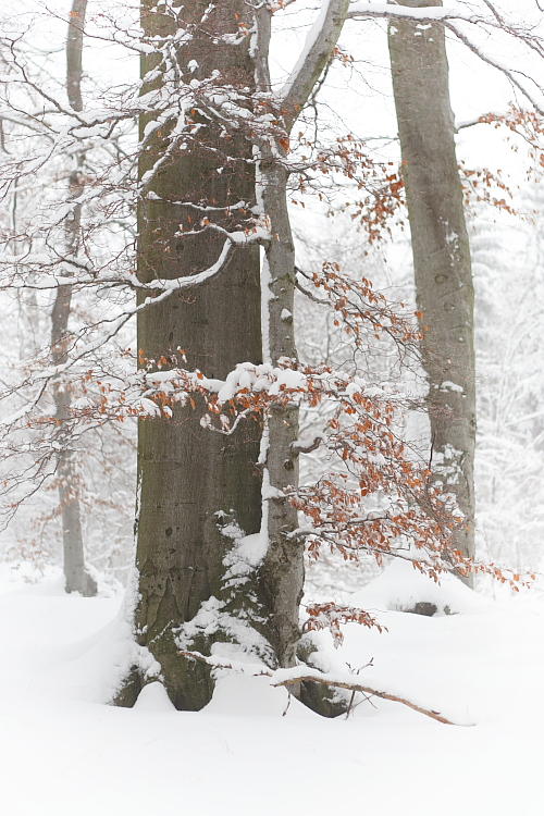 Buky ve sněhu / Beeches at snow #2