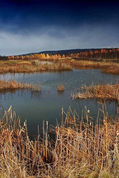 Jezírko / Little lake