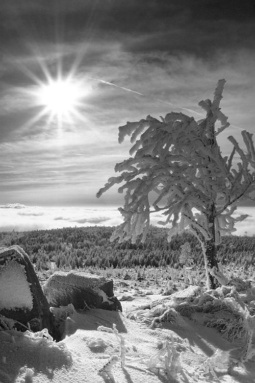 Zima na Loučné / Winter on the Loucna hill