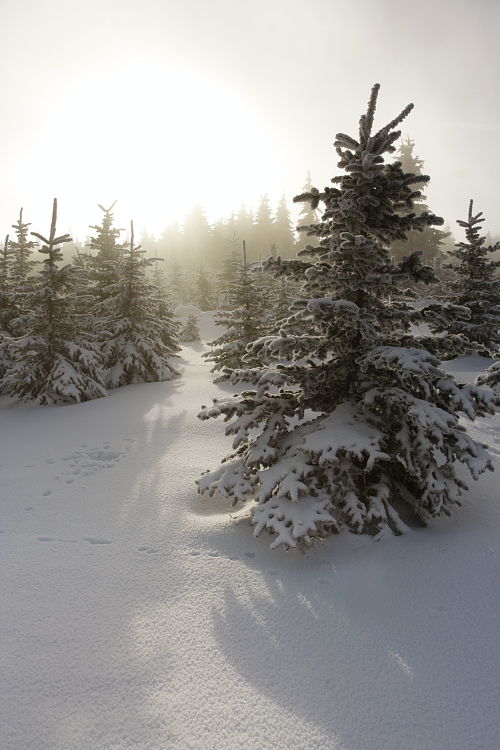 Slunce v mlze, smrky a sní­h / Sun in fog, pines and snow