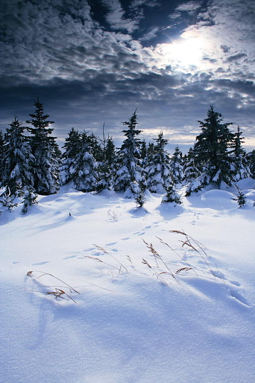 Zima u Loučné / Winter near the Loucna hill #1