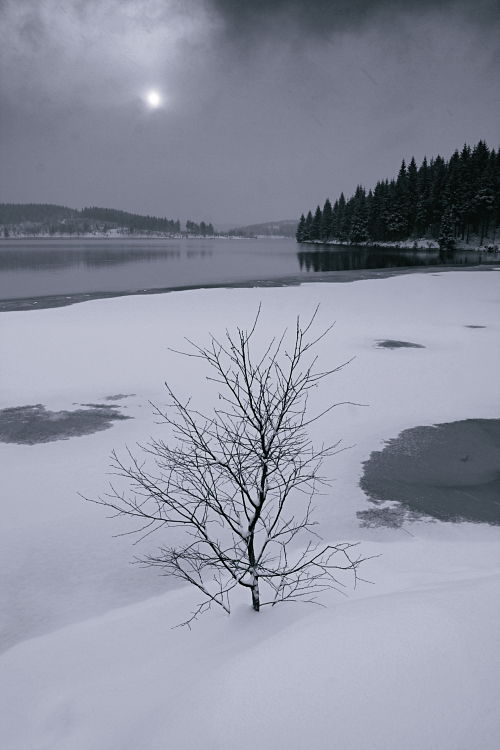 Mladý strom a zimní slunce / Young tree and winter sun