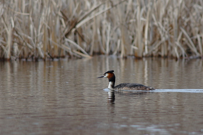 Potápka roháč - Podiceps cristatus