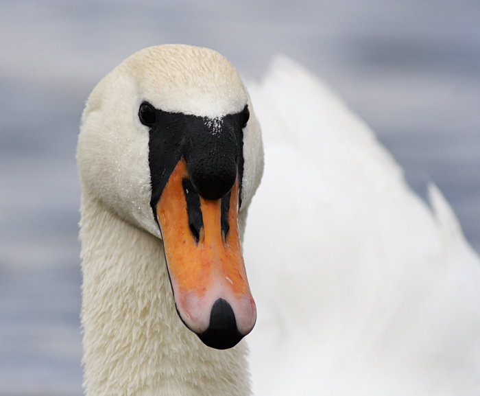 Labuť velká - Cygnus olor - Mute Swan #2