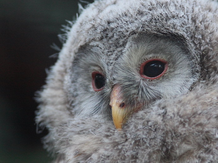 Mladý puštík obecný - Strix aluco - Young Tawny Owl