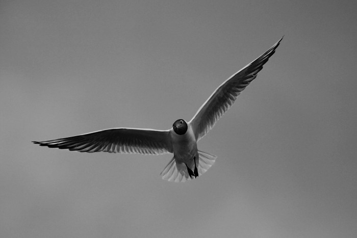 Racek chechtavý - Larus ridibundus - Black-headed Gull #2