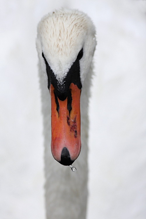 Labuť velká - Cygnus olor - Mute Swan