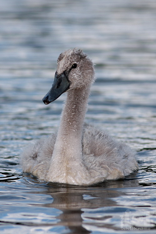 Mladá labuť / Young swan #3