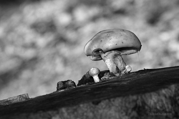 Houby / Mushrooms