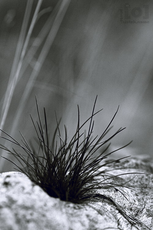 Trs trávy / Clump of grass