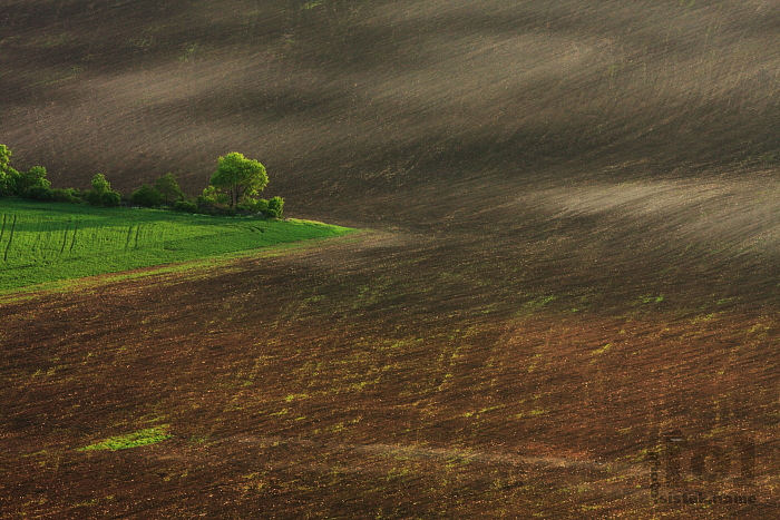 Pole / Fields