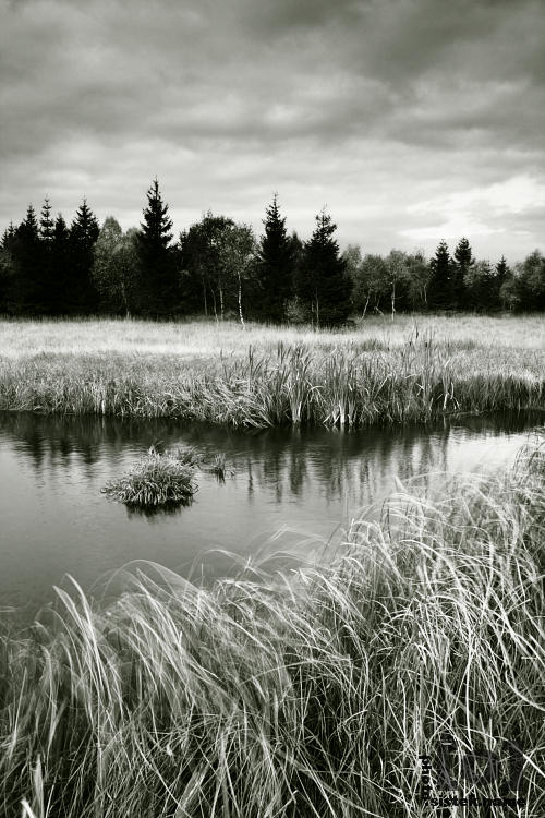 Černý rybník / Black pond #2