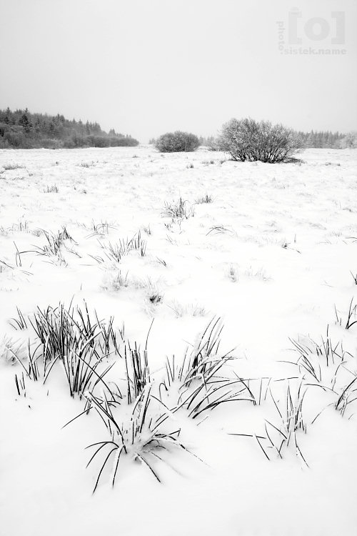 Zasněžená louka / Snowy meadow