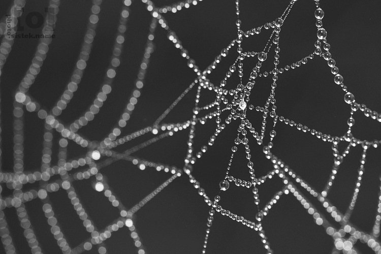 Pavučina / Spider web