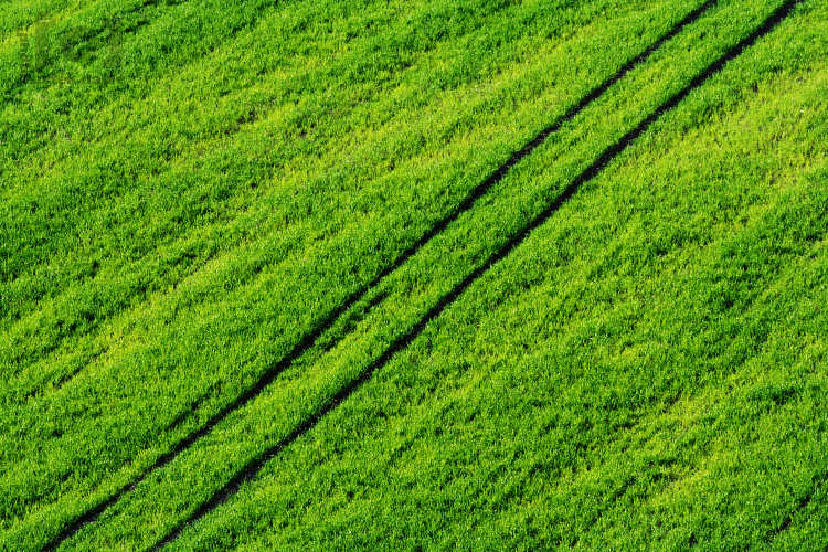 Jarní pole / Spring field