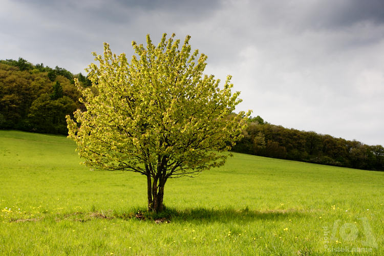 Jarní strom na zelené louce / Spring tree in green meadow