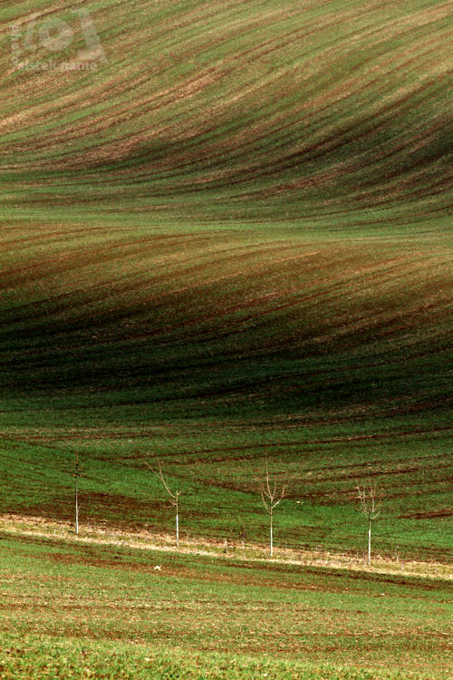 Jarní pole / Spring field #1