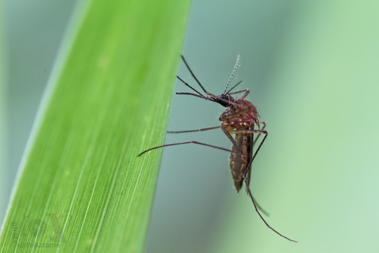 Komár pisklavý - Culex pipiens