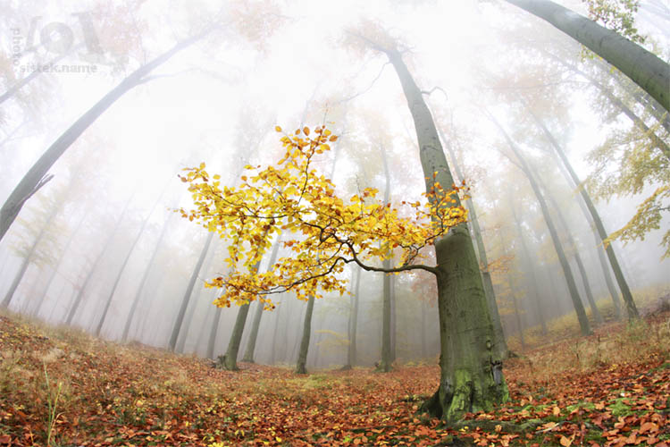 Podzimní les / Autumn forest