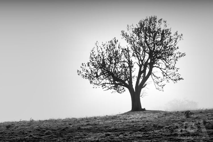 Strom v mlze / A tree in the fog #1